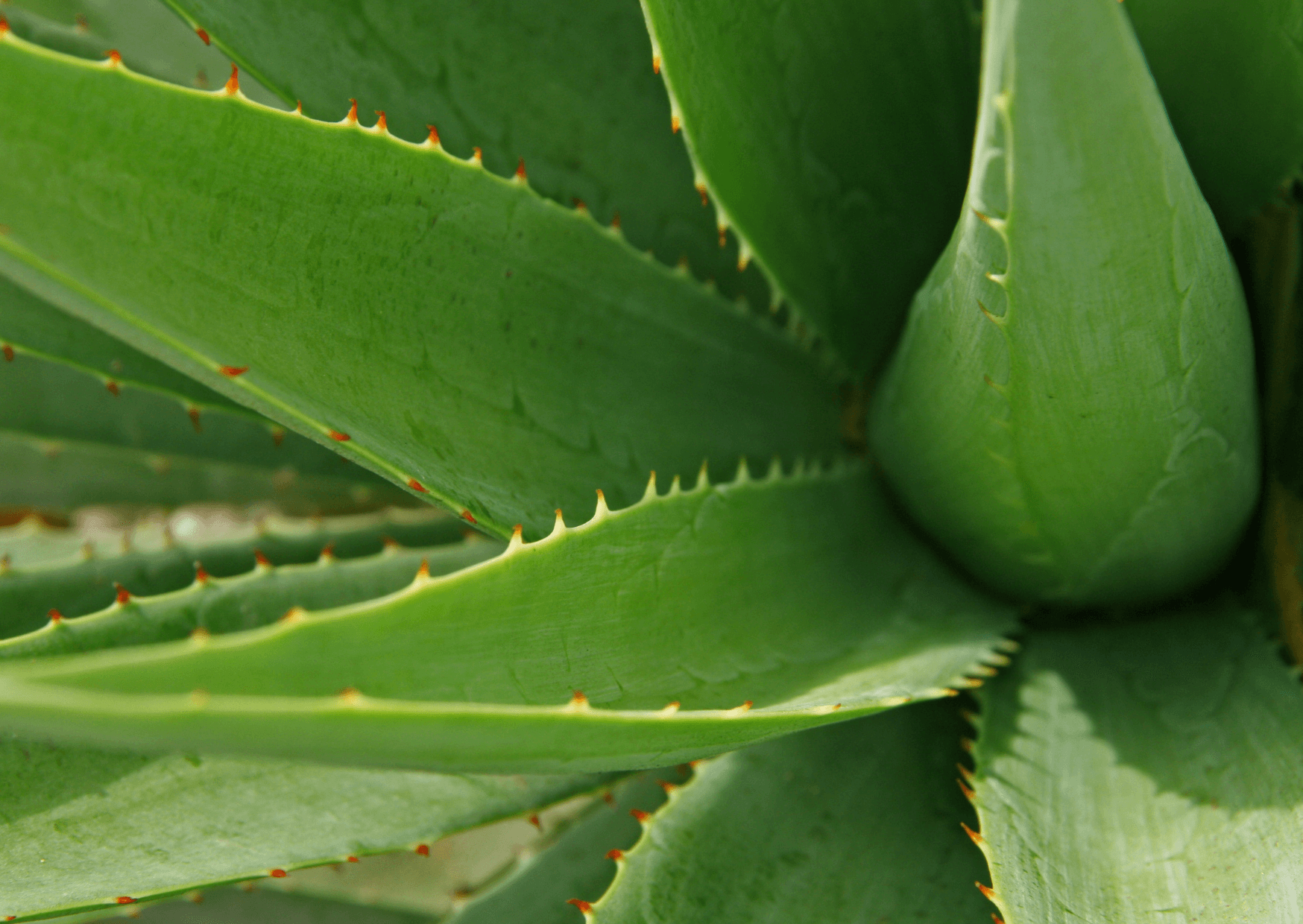 Die Vielfalt der Pflanzen | Für was ist die Aloe Vera nützlich. Wieso ich das Afrikanische Veilchen so bedeutsam. Was ist Grün und 15 cm lang oder welche Pflanze hat ledrige Blätter. All das erfahren sie in unserem Vortrag bei Radio Summer night. Kopie von Artikel Bild radiosummernight.ch 3 |