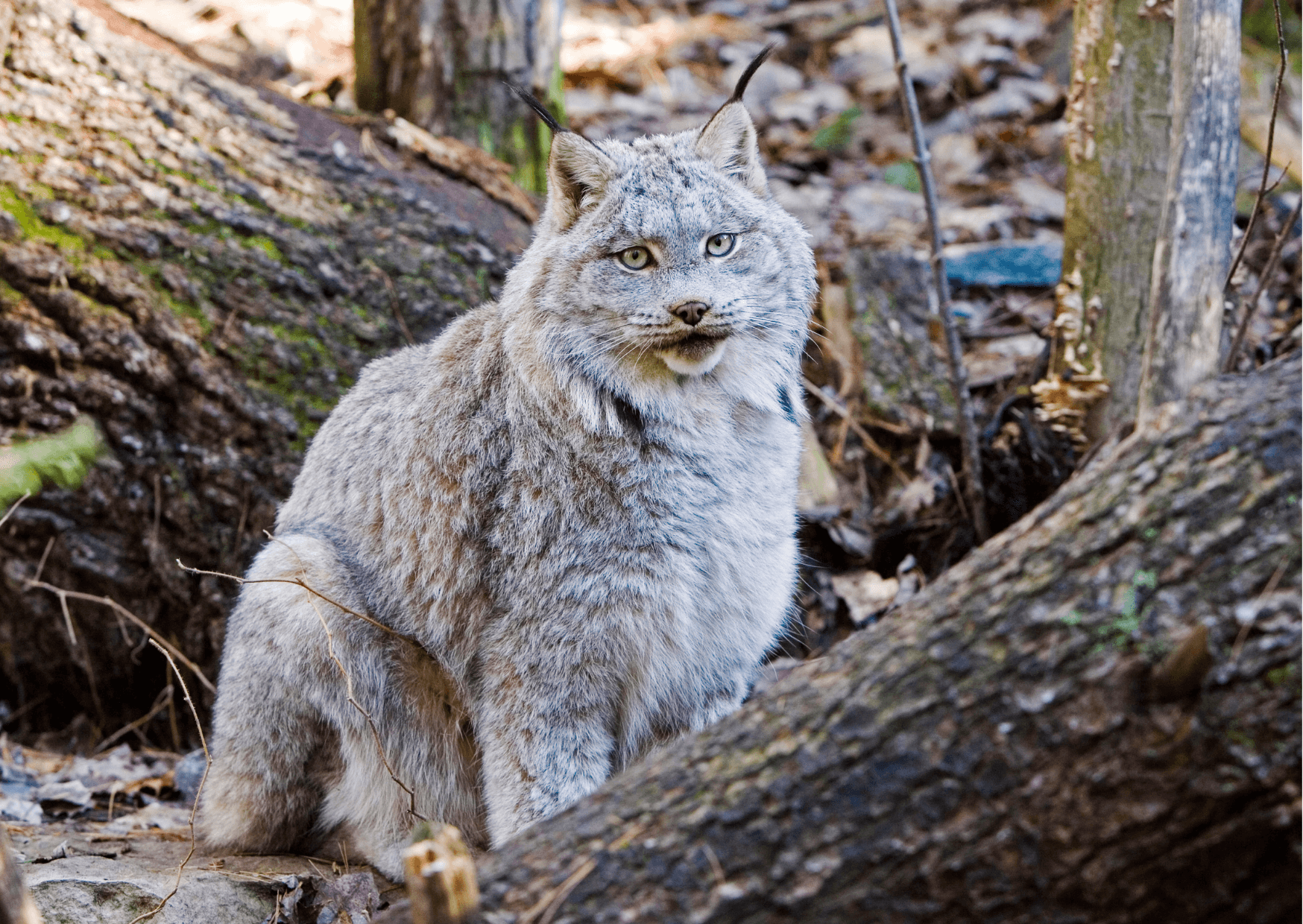 Nordamerikanische Tiere | Der Elch der Kanadischiluchs und der Eisbär sind einzigartige Tiere. Sie leben alle in Nordamerika. Ich Werde euch über diese Tiere informieren. Kopie von Artikel Bild radiosummernight.ch |