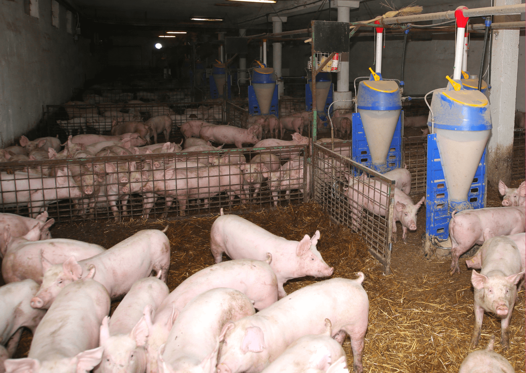 Nutztierhaltung und Tiertransporte: Herausforderungen und Notwendigkeit von Verbesserungen | In der Nutztierhaltung werden Tiere wie Rinder, Schweine, Hühner und andere für Fleisch, Milch, Eier und andere tierische Produkte gezüchtet und aufgezogen. Hierbei müssen Aspekte wie artgerechte Haltung, Gesundheitsvorsorge, Ernährung und Lebensbedingungen berücksichtigt werden, um das Wohl der Tiere zu gewährleisten. Jedoch stehen intensive Nutztierhaltungssysteme wegen ihrer möglichen negativen Auswirkungen auf Tierschutz, Umwelt und Gesundheit in der Kritik. Kopie von Kopie von Artikel Bild radiosummernight.ch 18 |