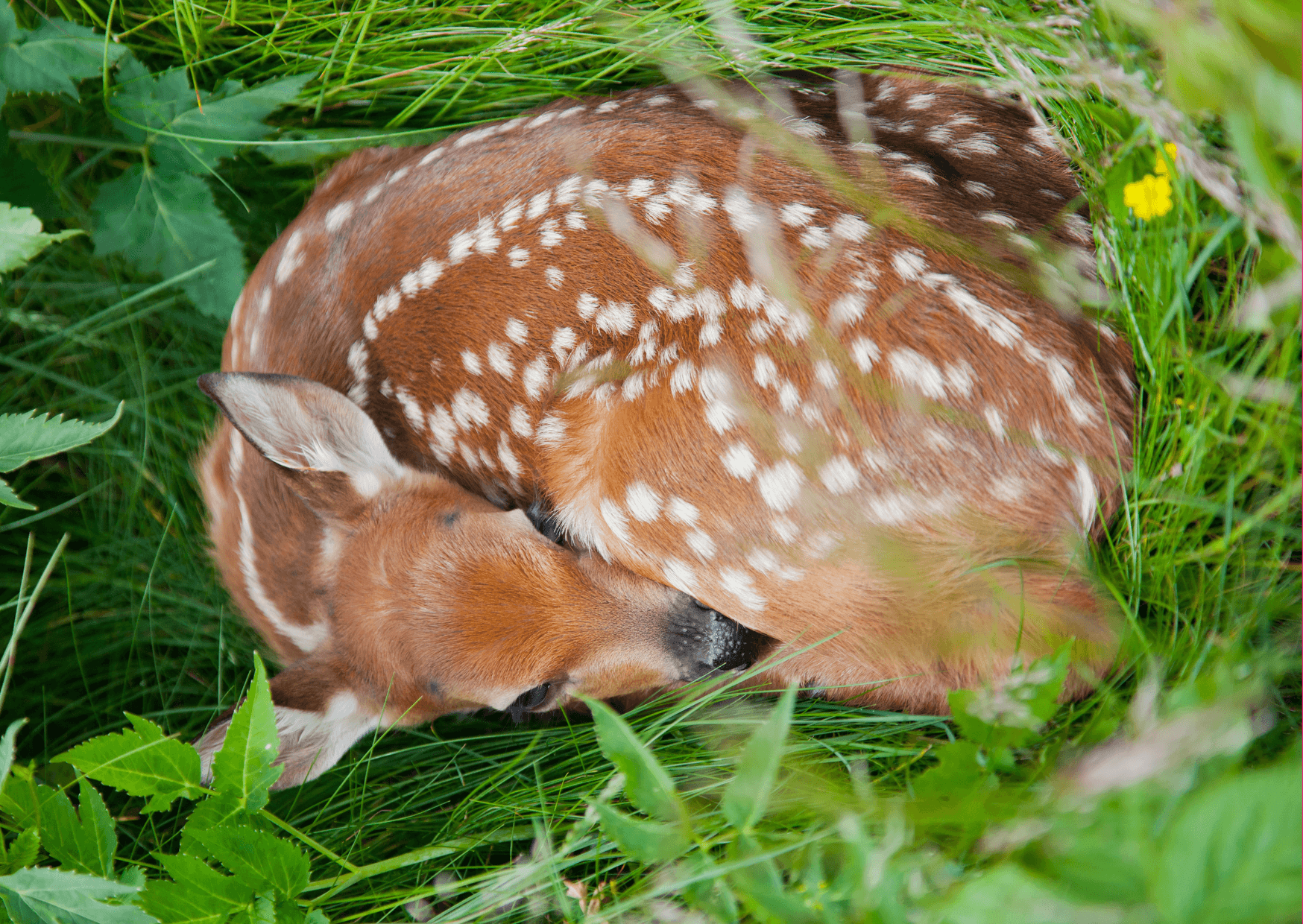 Im Dienste der Natur: Artenschutz und die Erhaltung der Biodiversität | Die Erde beheimatet eine atemberaubende Vielfalt an Lebensformen, von winzigen Mikroorganismen bis hin zu majestätischen Säugetieren und imposanten Pflanzen. Diese Fülle der Arten und Ökosysteme wird als Biodiversität bezeichnet und bildet das Rückgrat unseres Planeten. Die Biodiversität ist nicht nur ein beeindruckendes Schaustück der Natur, sondern auch von entscheidender Bedeutung für das Überleben und Wohlbefinden der Menschheit. Kopie von Kopie von Artikel Bild radiosummernight.ch 4 |