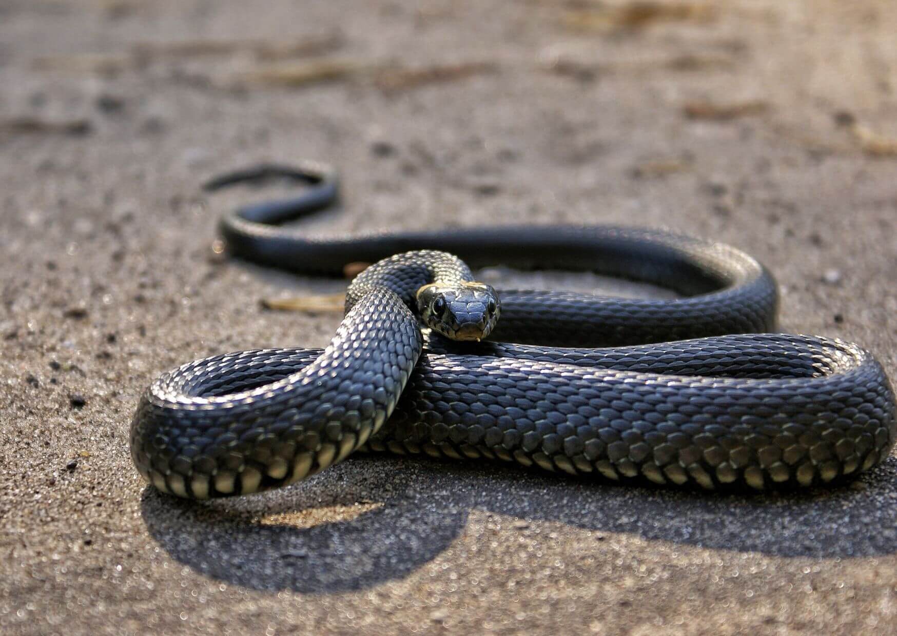 Das Geheimnis der Schmuckbaumnatter | Die Schmuckbaumnatter (Chrysopelea ornata) ist zweifellos eine der faszinierendsten Schlangenarten auf unserem Planeten. Mit ihrer aussergewöhnlichen Fähigkeit, durch die Luft zu gleiten, hat sie die Aufmerksamkeit von Wissenschaftlern und Naturliebhabern gleichermassen auf sich gezogen. In diesem Blogbeitrag wollen wir die Geheimnisse und den Zauber dieser einzigartigen Kreatur enthüllen. Kopie von Kopie von Kopie von Artikel Bild radiosummernight.ch |