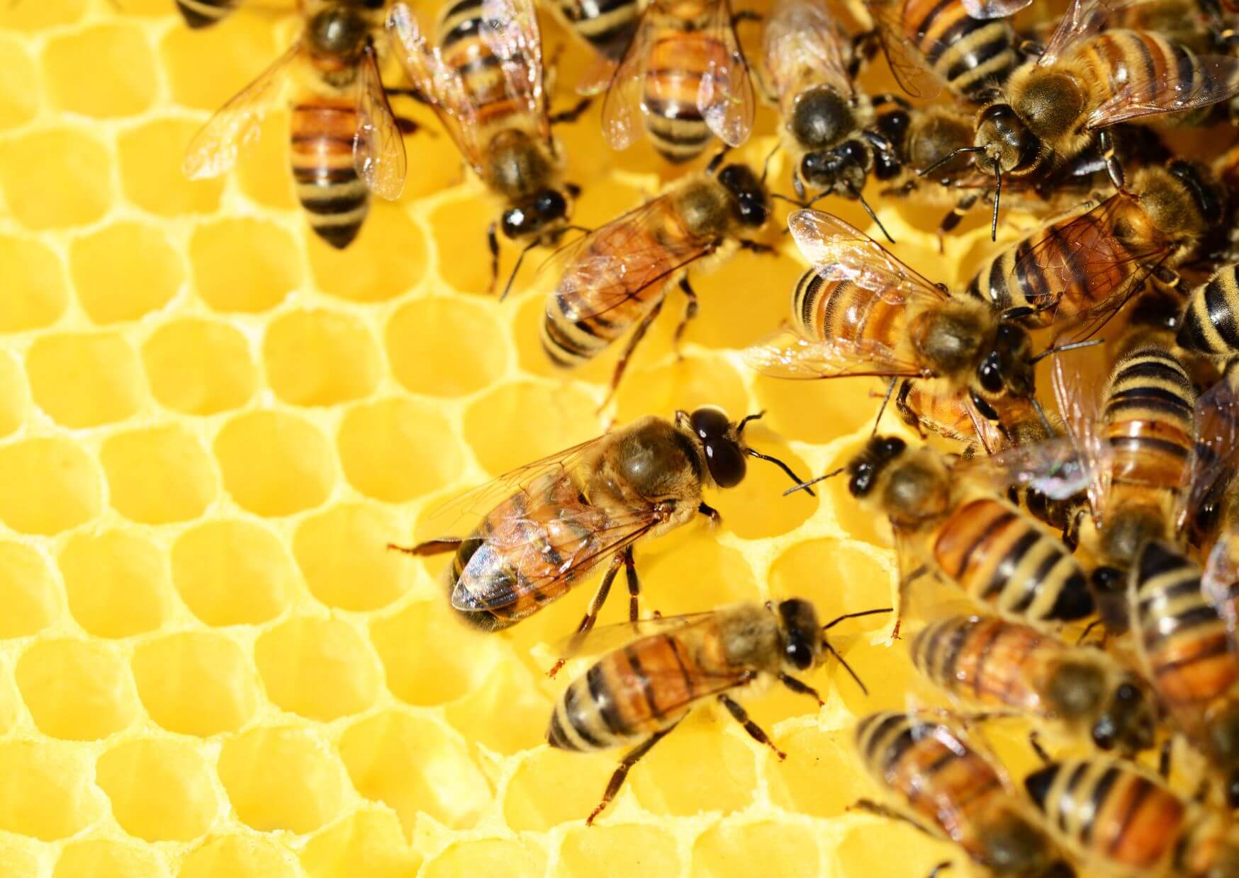 Schützt jetzt die Honigbienen! | Heute im Radio Summernight geht es um die bedrohten Honigbienen und die verschiedenen Feinde. Es geht auch um die verschiedenen Kategorien: Königin, Drohnen und Arbeiterinnen und was ihre Aufgabe ist. Kopie von Kopie von Kopie von Kopie von Artikel Bild radiosummernight.ch |