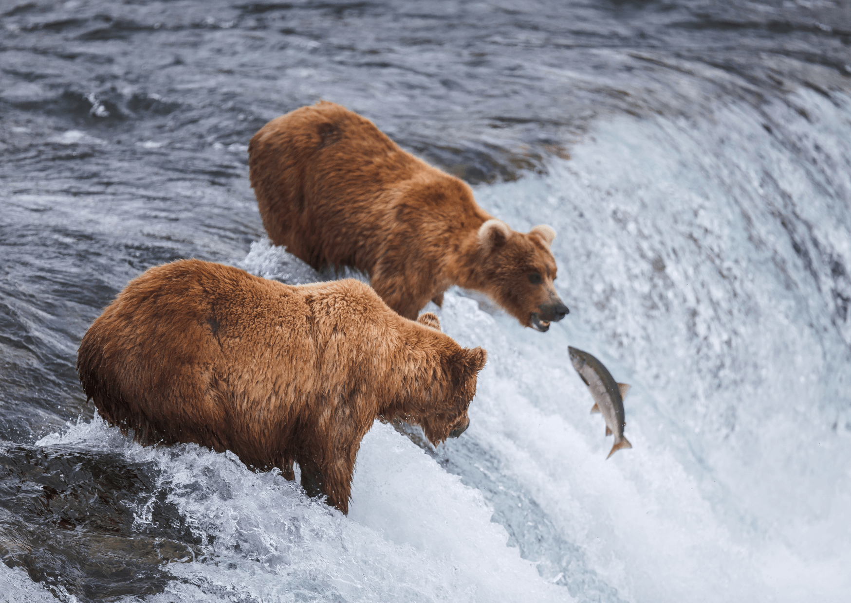 Der Grizzly | In dieser folge geht’s um den Grizzly und ob er Gefährlich ist gegen über den Menschen. Spannende fakten und Erzählungen über den Grizzly und wann und wie ein Grizzly Gefährlich ist. Kopie von Kopie von Kopie von Kopie von Kopie von Kopie von Kopie von Kopie von Kopie von Artikel Bild radiosummernight.ch |