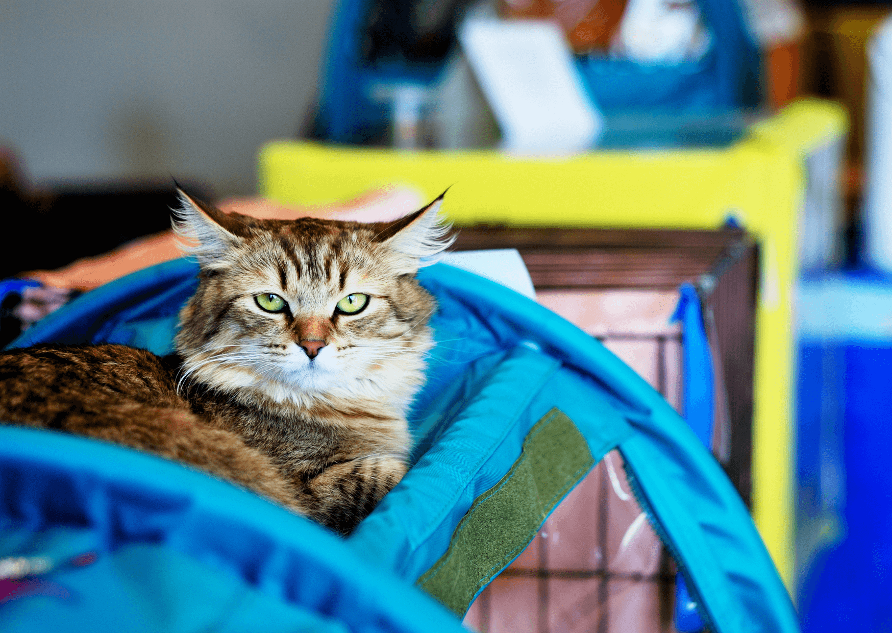 Katzen im Rampenlicht – Ein Tag bei der Katzenausstellung | In diesem Radiobeitrag berichte ich von meinem Besuch an einer Internationalen Katzenausstellung – in der Turnhalle Blatt in Tann. Radiobeitrag Katzenausstellung |