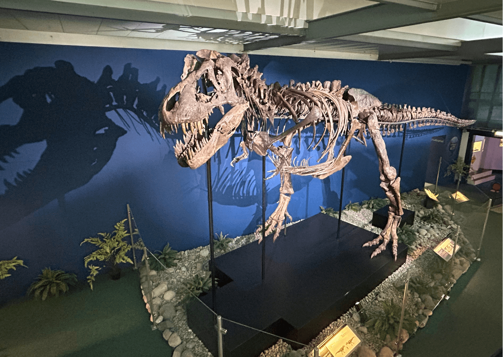 Besuch bei einem echten T.Rex | Für diesen Radiobeitrag war ich zu besuch, im Dinosauriermuseum im Aatal. Zurzeit ist dort nämlich ein T.Rex mit echten Skeletteile ausgestellt. Sein Name ist Trinity. T |