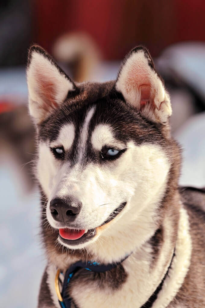 ferienpass zug: husky | ab8dd797 d57b 493e 95a1 c06b1ba1cf3a |