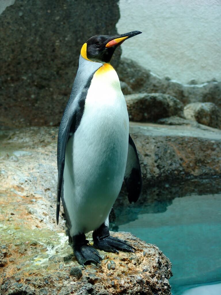 Ferienpass March: Pinguin | c860d35e 3492 41be 840d 878d641f0d88 |