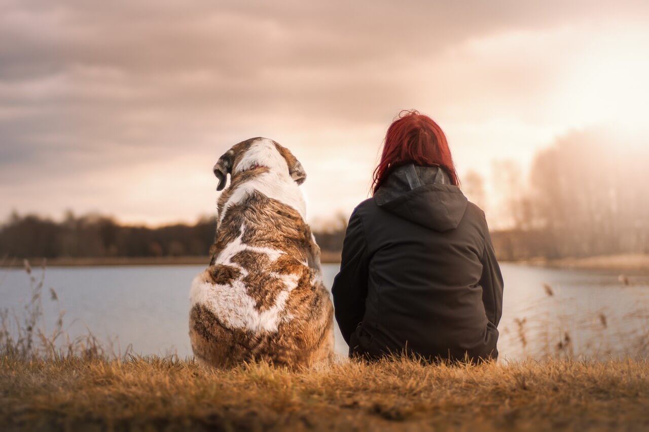 Schule Rotweg: Was man vor der Anschaffung eines Hundes wissen sollte | Du willst einen Hund? Dann hör dir unsere Infos an. In unserem Beitrag findest du wertvolle Tipps darüber, was du vor der Anschaffung eines Hundes beachten solltest. friends 3042751 1280 |