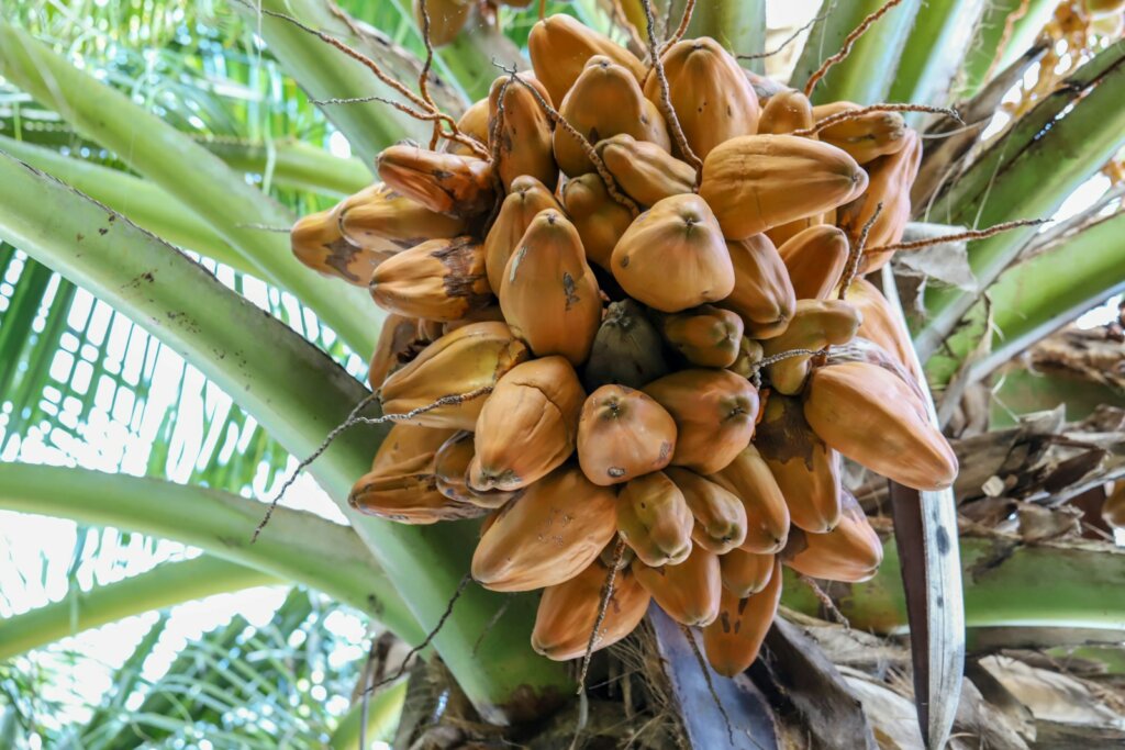 a close up of a bunch of fruit on a tree