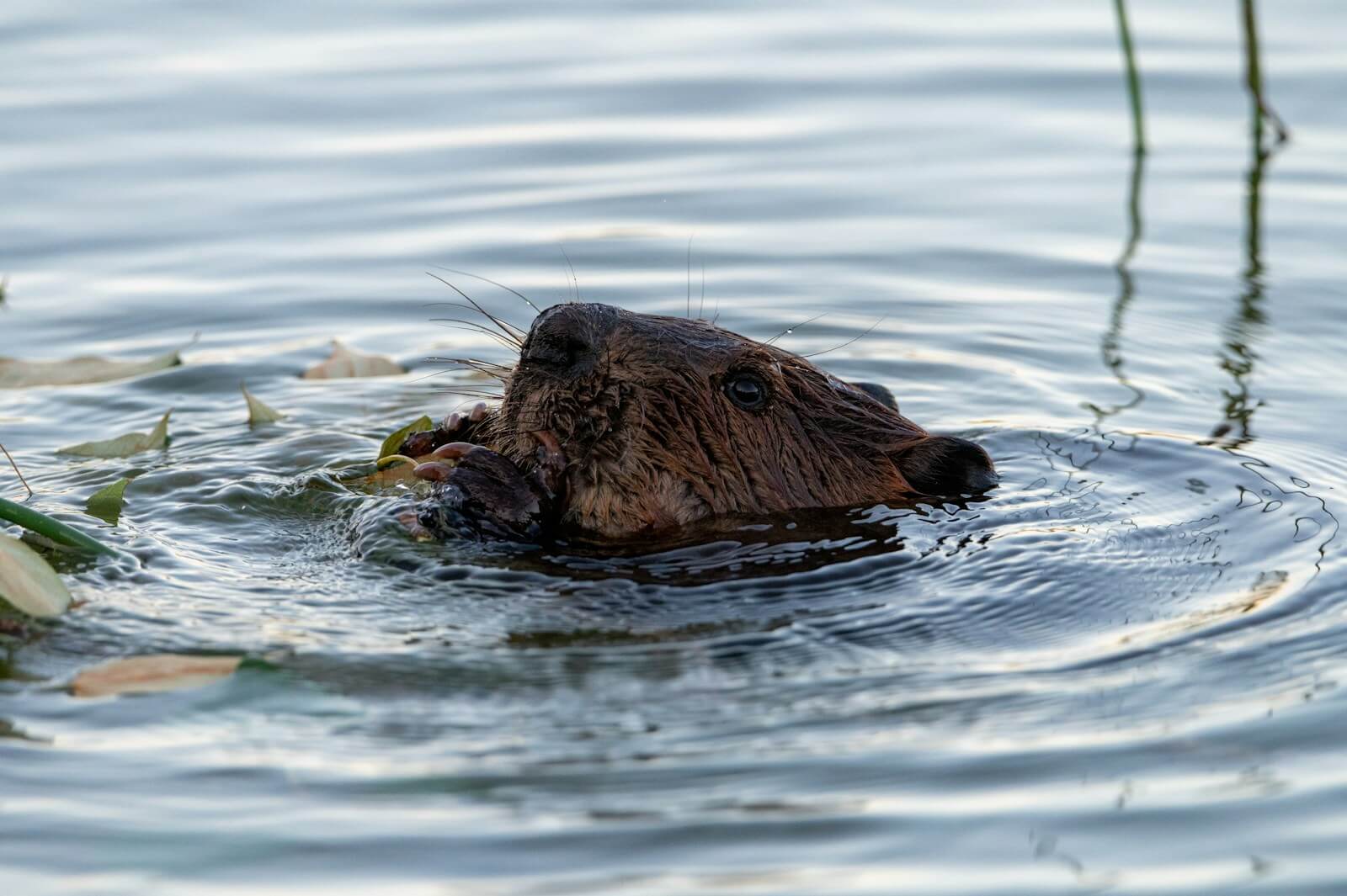 Ferienpass Sursee: Biber | <p>Wir erzählen etwas über den Biber.🦦Viel Spaß!</p> A beaver swims in the water with flowers