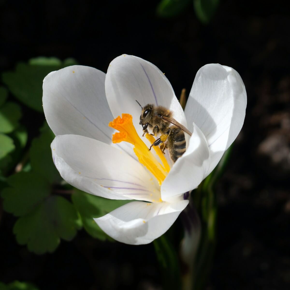 Primar Umiken: Biene | honeybee perched on white petaled flower in close up photography during daytime