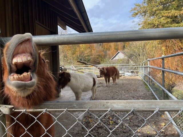 Beiträge | Max und Moritz im Wildpark Roggenhausen