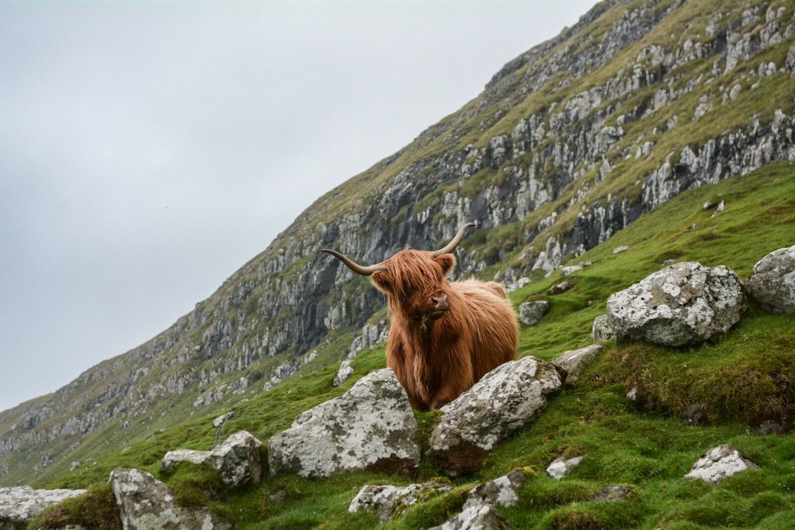 Schule Flurlingen: Tierische Rekorde | brown ox on mountain