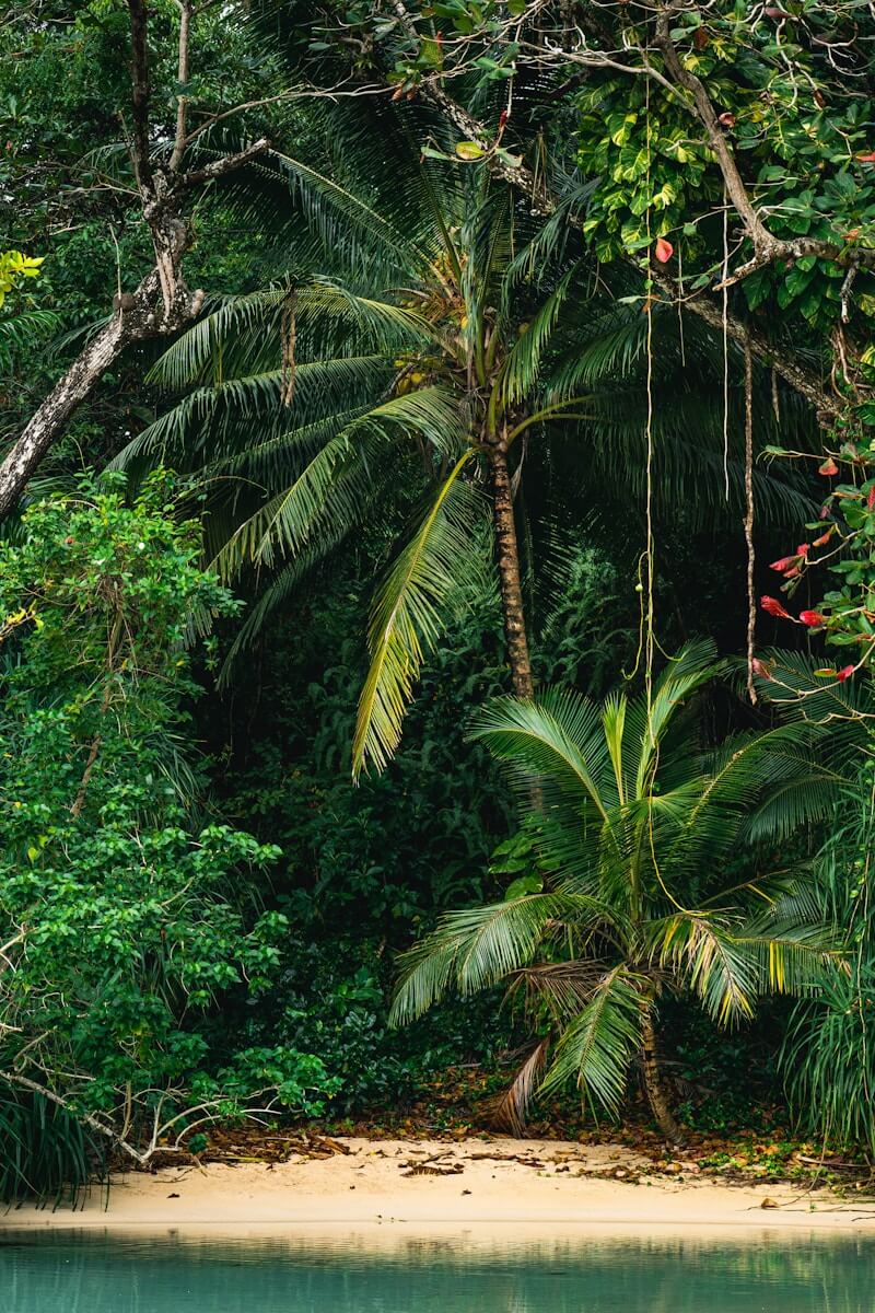 a tropical beach with palm trees