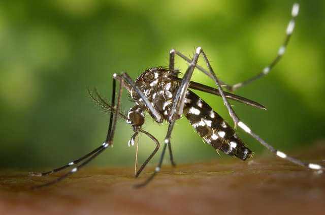 tiger mosquito 49141 640 1 |