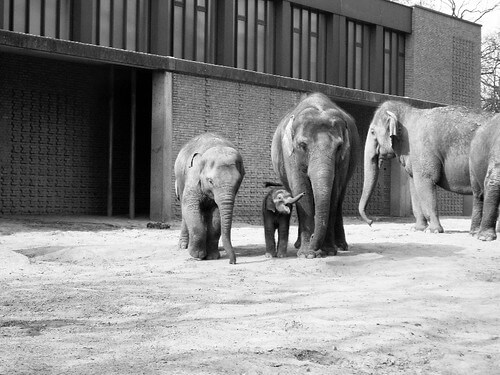 Ferienpass Hinwil: Elefanten im Zoo Zürich | 30075510 6a5f 4b52 8649 a48a05681f0c |