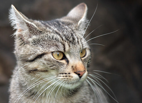 Nahaufnahme einer grauen Katze mit auffälligen Augen und langen Schnurrhaaren, die in die Ferne schaut.