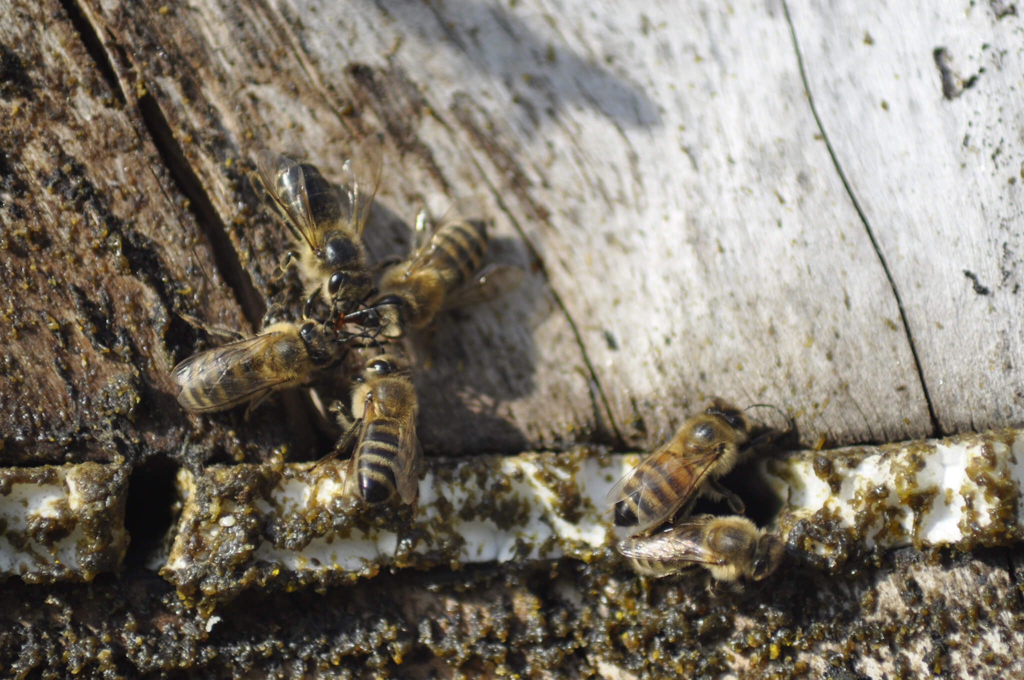 Nahaufnahme von Bienen auf einer Holzoberfläche, die Pollen sammeln und am Bienenstock arbeiten, ideal für Natur- und Imkerei-Themen.