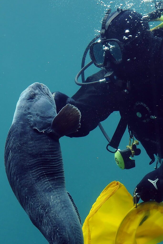 Taucher interagiert mit einem Seelöwen unter Wasser, umgeben von blauen Gewässern und Luftblasen, ideal für Meereslebewesen und Tauchen.