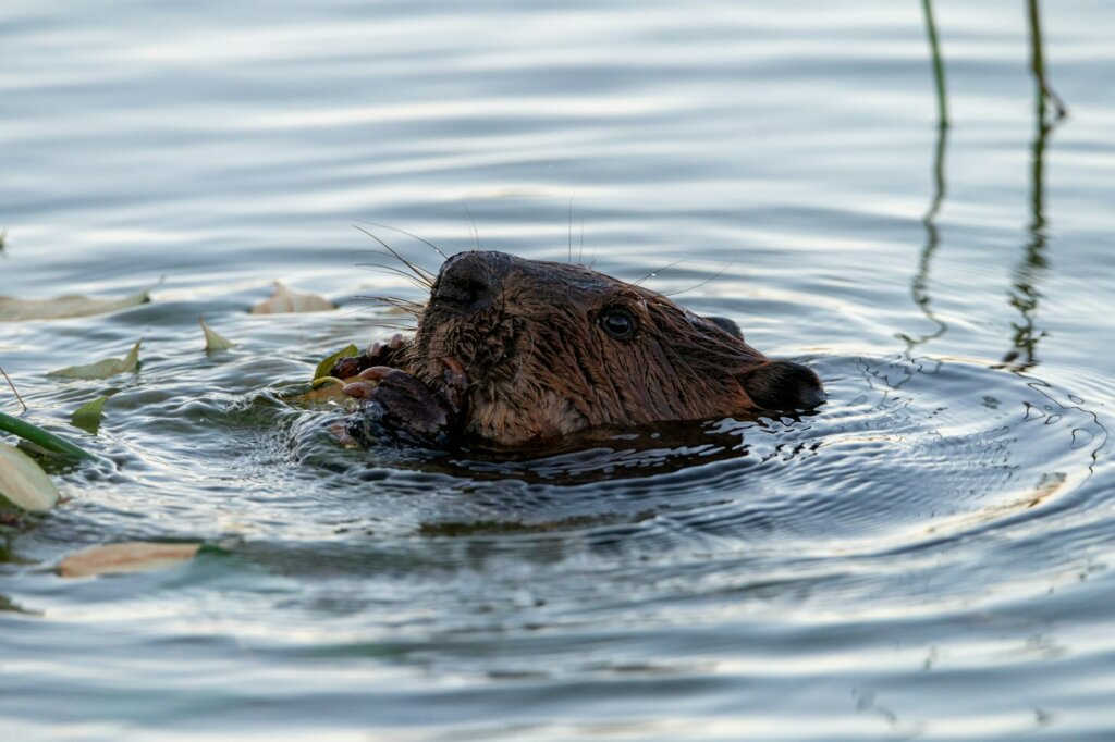 A beaver swims in the water with flowers