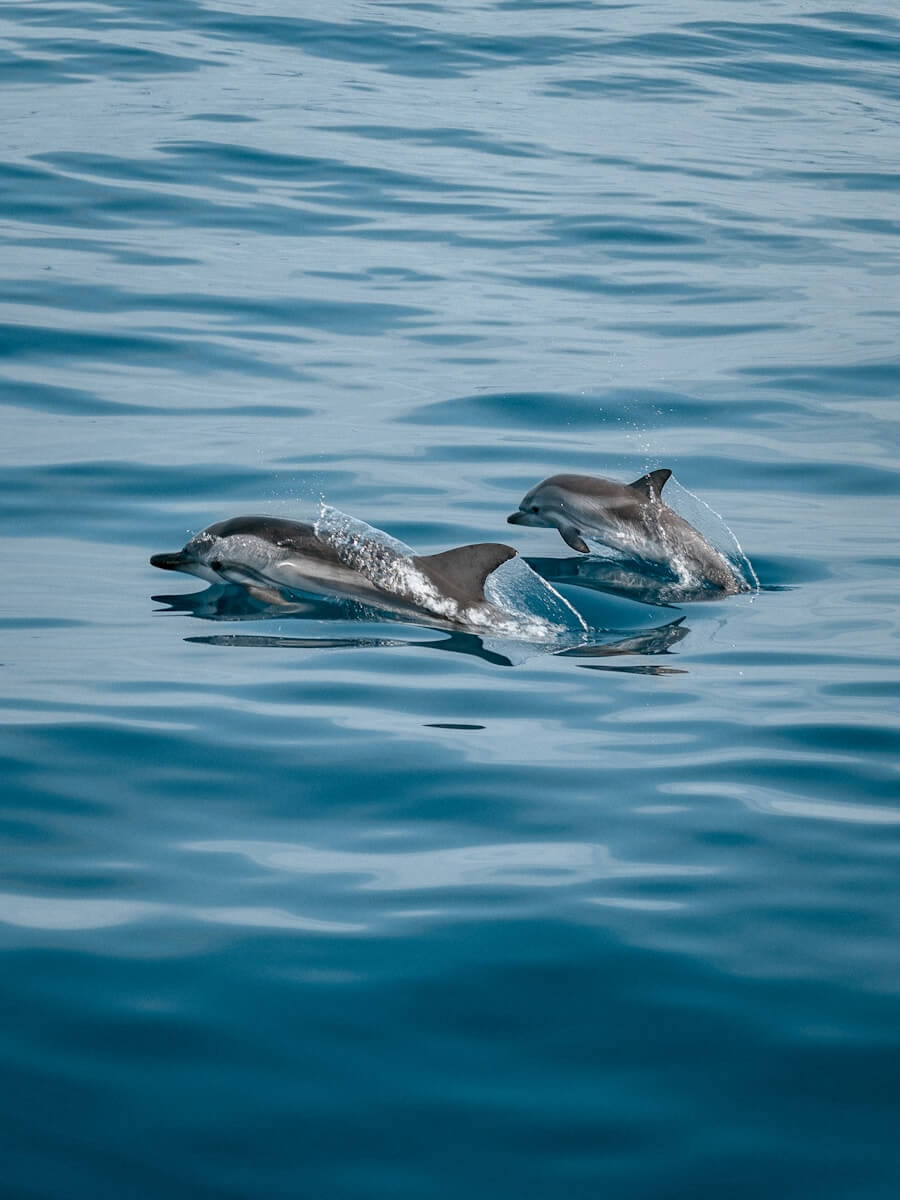 2 dolphins in the water