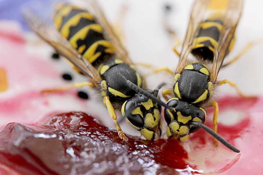 Insektenstiche Wespen |