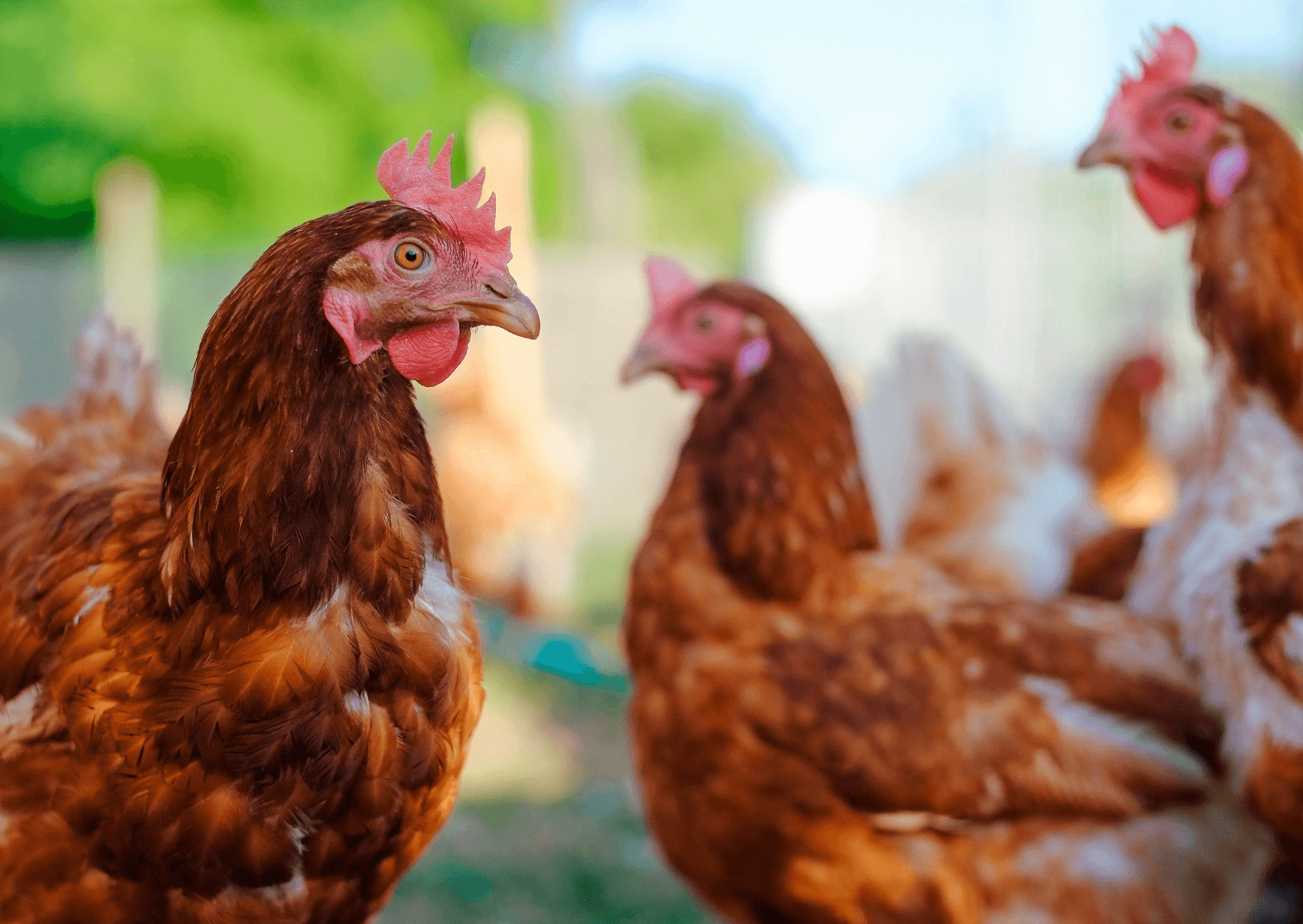 Pfau , Krokodil, Strauss , und das Huhn - was sie alle gemeinsam haben ...