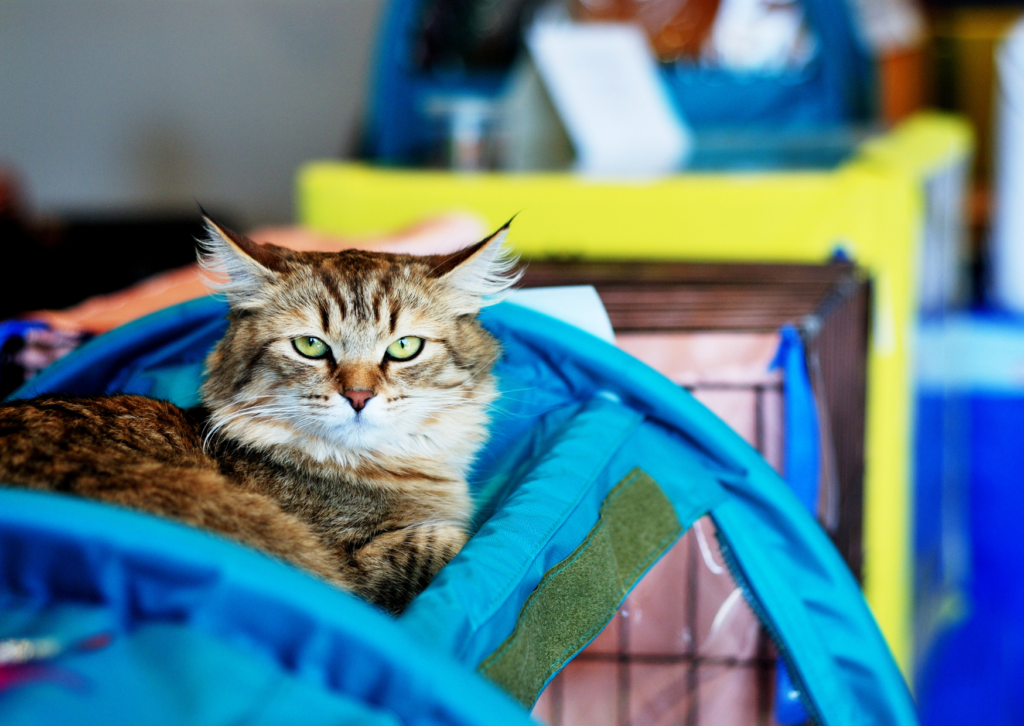 Radiobeitrag Katzenausstellung |