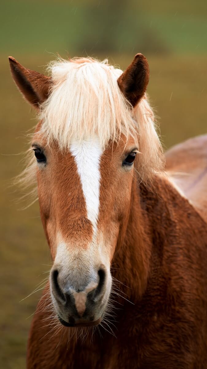 brown and white horse during daytime